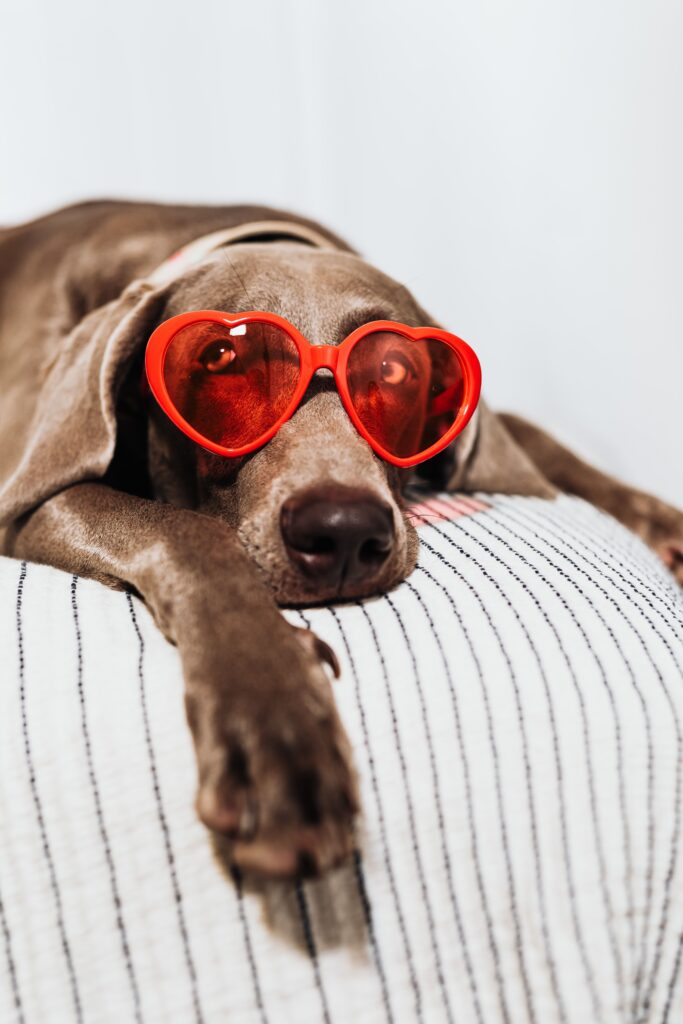 A hound in heart glasses