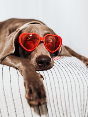 A hound in heart glasses