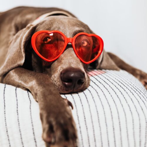A hound in heart glasses