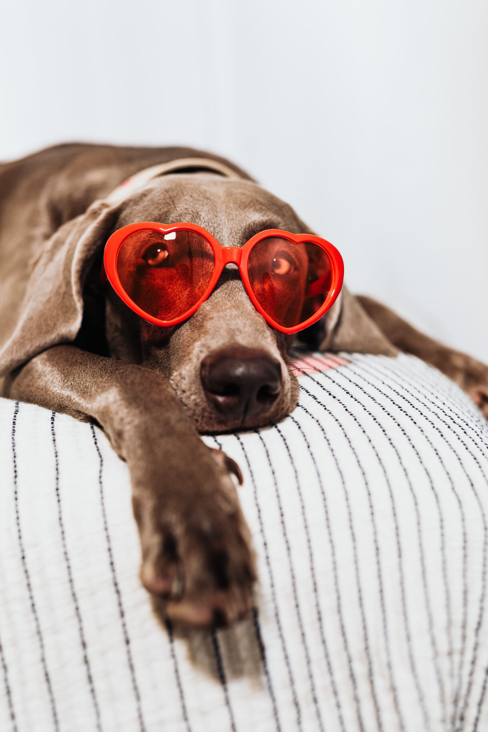 A hound in heart glasses